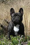 BOULEDOGUE FRANCAIS 017